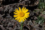 Ccottony goldenaster